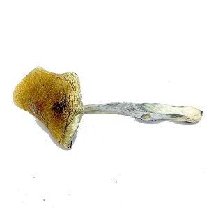 Psilocybin Semilanceata Magic Mushroom