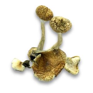 Golden Teacher Magic Mushrooms