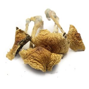 African Transkei Magic Mushrooms