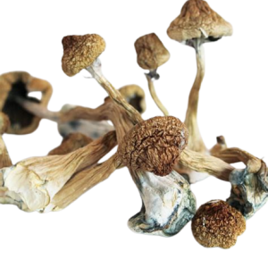 Psilocybe Azurescens Magic Mushroom