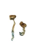 Texas Yellow Cap Magic Mushrooms