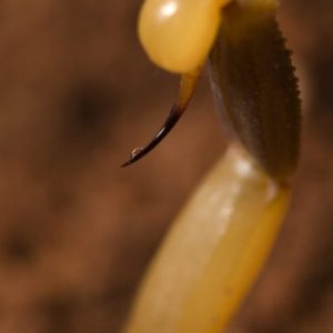 DEATHSTALKER (LEIURUS QUINQUESTRIATUS) SCORPION VENOM