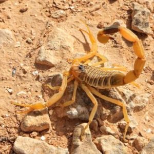 BUTHUS OCCITANUS SCORPION VENOM FOR SALE