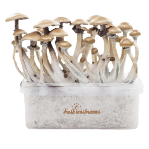 Fresh Mushrooms grow kit Golden Teacher