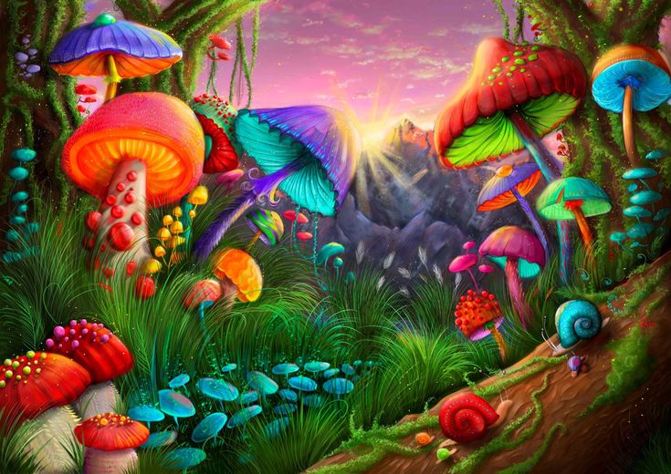 Magic mushroom dispensary shop 2